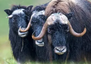 musk ox size