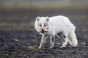 arctic fox summer coat